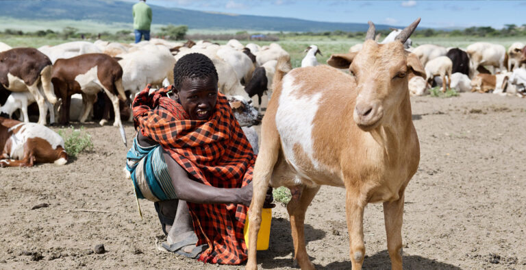 ONE HEALTH SECURITY: SAFEGUARDING AGAINST (RE-) EMERGING VETERINARY AND ZOONOTIC DISEASES IN AFRICA